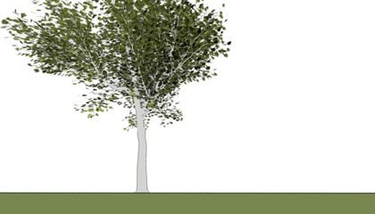 renderwelt baum