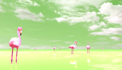 Flamingos Trip