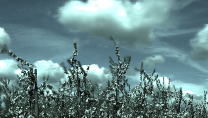 landschaft